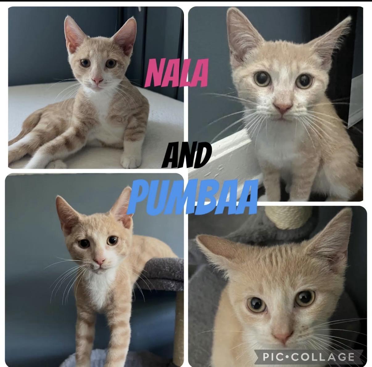 Nala & Pumbaa, ADOPTABLE, Kitten Male Tabby.