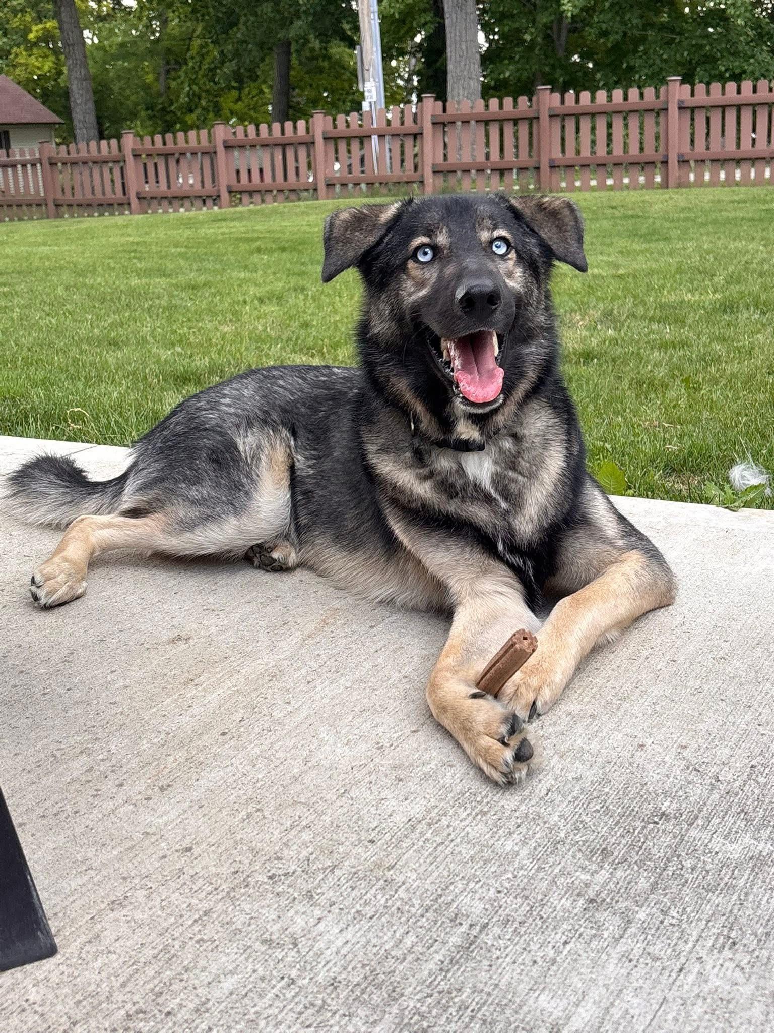 Blu the Husky/ Shepherd, a Adoptable mixed breed in Muskego, WI image 2/6