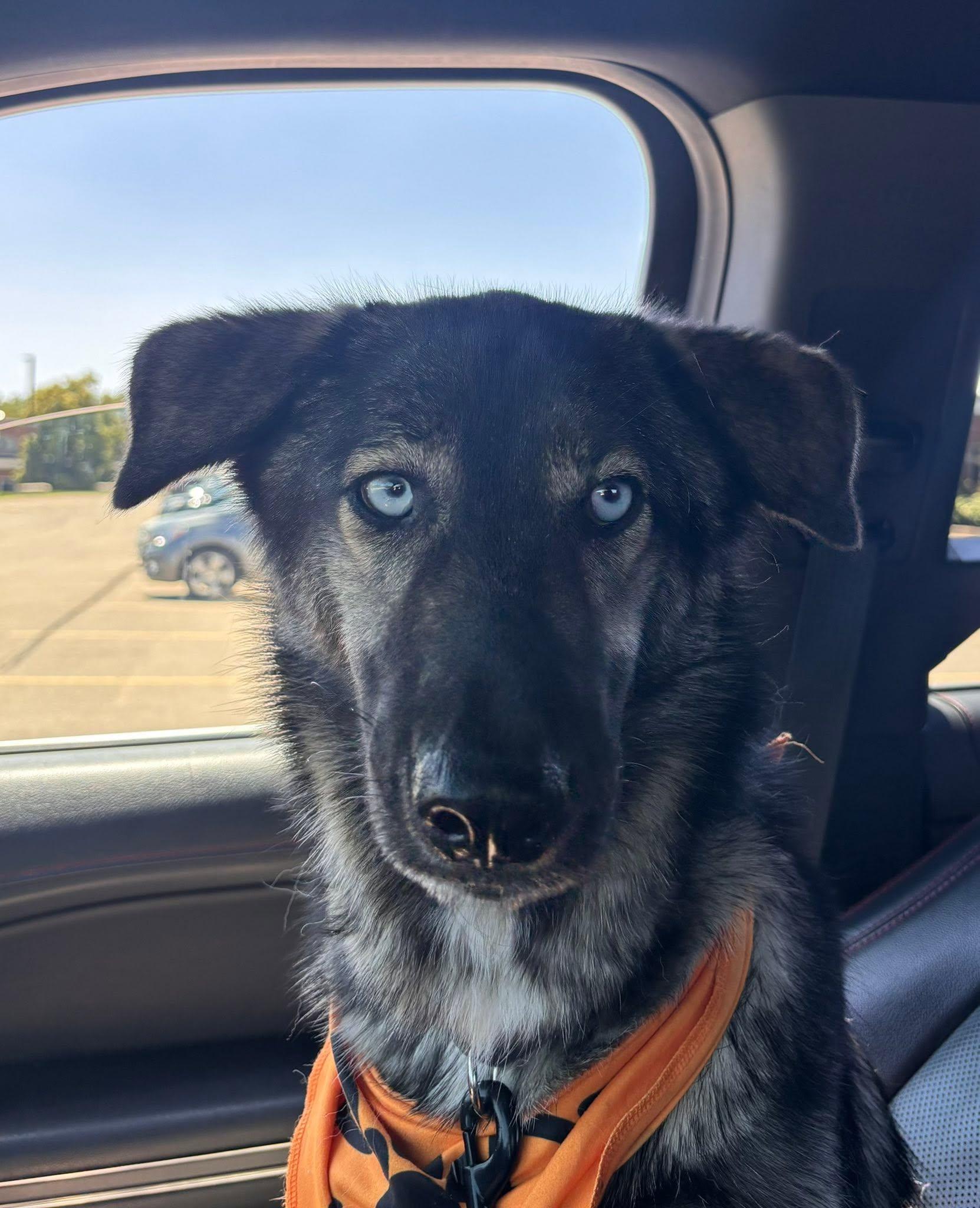 Blu the Husky/ Shepherd, a Adoptable mixed breed in Muskego, WI image 6/6