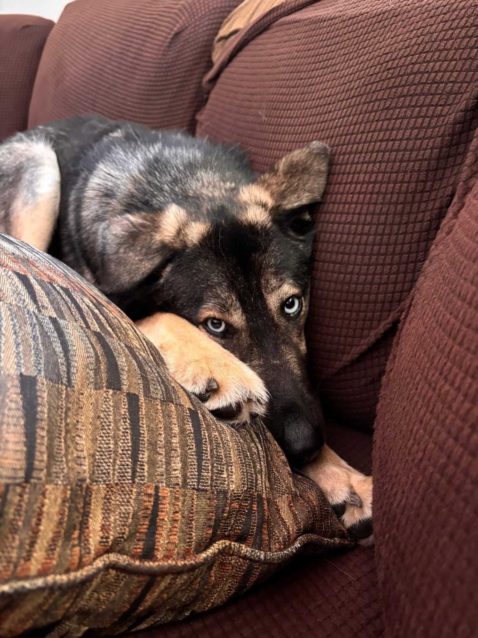 Blu the Husky/ Shepherd, a Adoptable mixed breed in Muskego, WI image 5/6