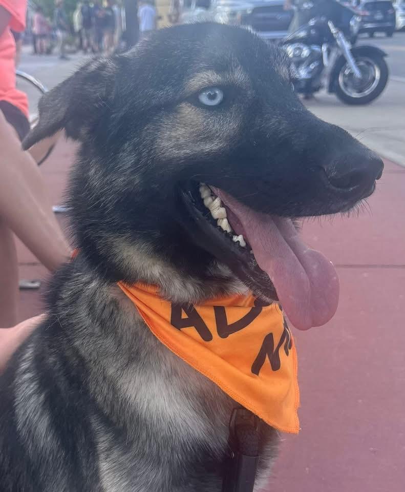 Blu the Husky/ Shepherd, a Adoptable mixed breed in Muskego, WI image 4/6