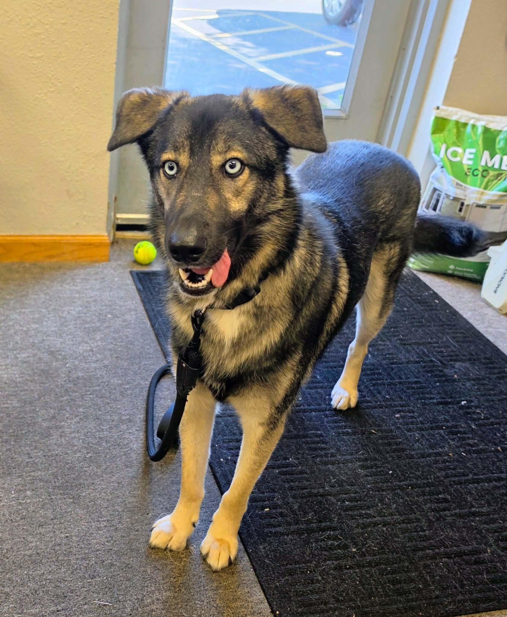 Blu the Husky/ Shepherd, a Adoptable mixed breed in Muskego, WI image 3/6