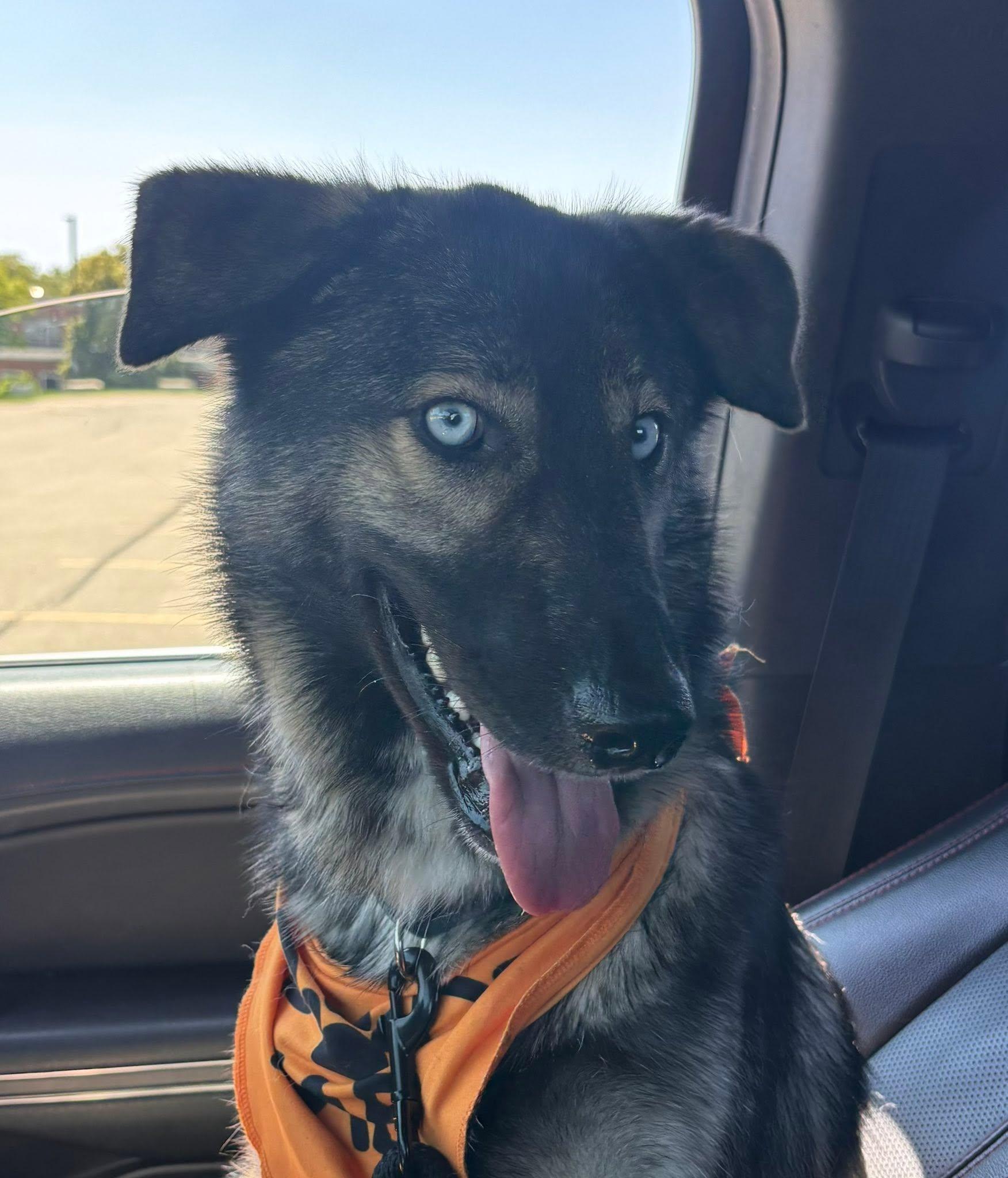 Blu the Husky/ Shepherd, Adoptable, Young Male Husky & German Shepherd Dog.