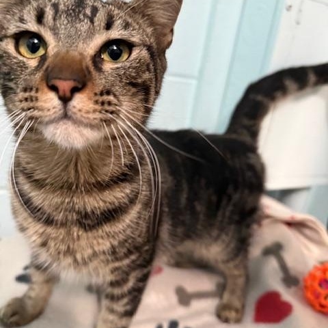 Enlarge Mike, a Adoptable Domestic Short Hair in Oakdale, CA image 2/2