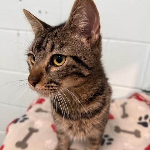 Mike, Adoptable, Adult Male Domestic Short Hair.