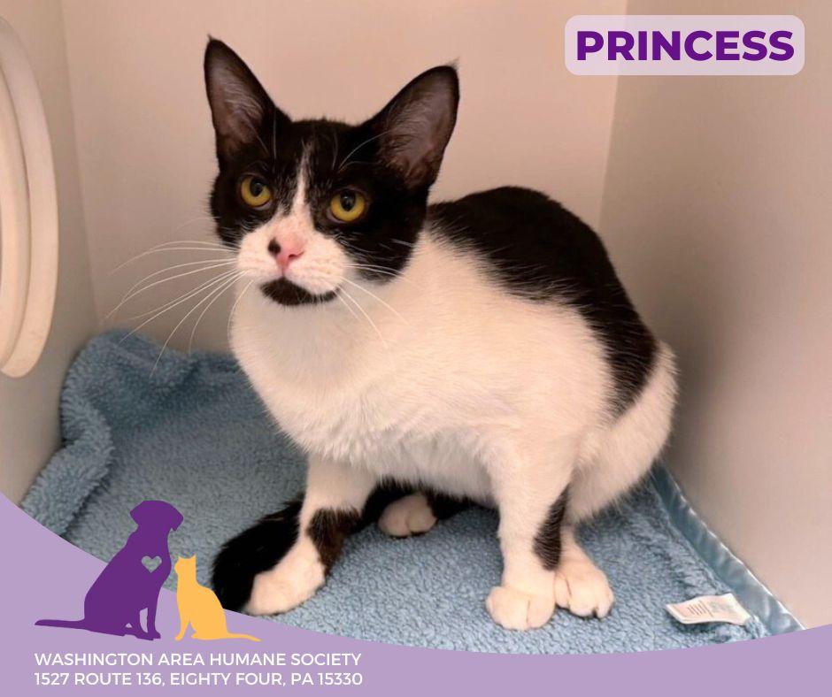 Princess, a Adoptable mixed breed in Eighty Four, PA image 2/3