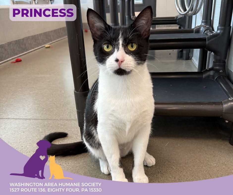 Princess, Adoptable, Adult Female Domestic Short Hair.