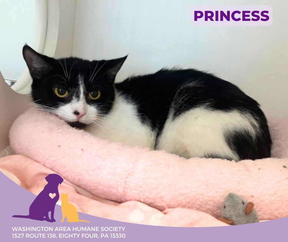 Princess, a Adoptable mixed breed in Eighty Four, PA image 3/3