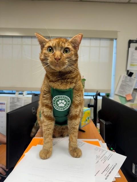 JUBILEE, Adoptable, Adult Male Domestic Short Hair.