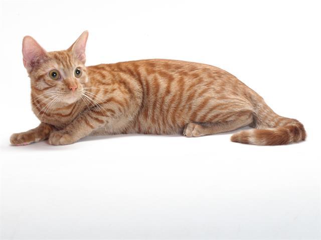 Enlarge JUBILEE, a Adoptable Domestic Short Hair in Burbank, CA image 1/1