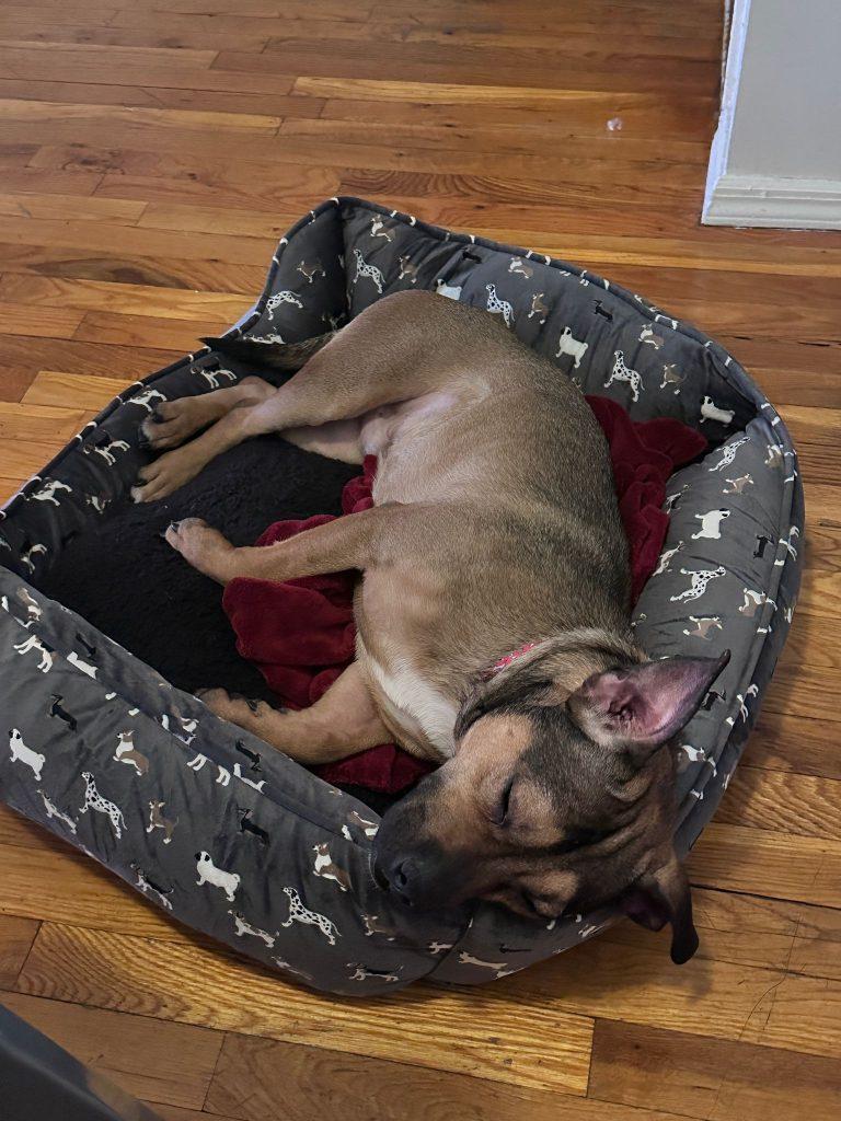 Enlarge Gus, an adoptable mixed breed in Brooklyn, NY image 2/2