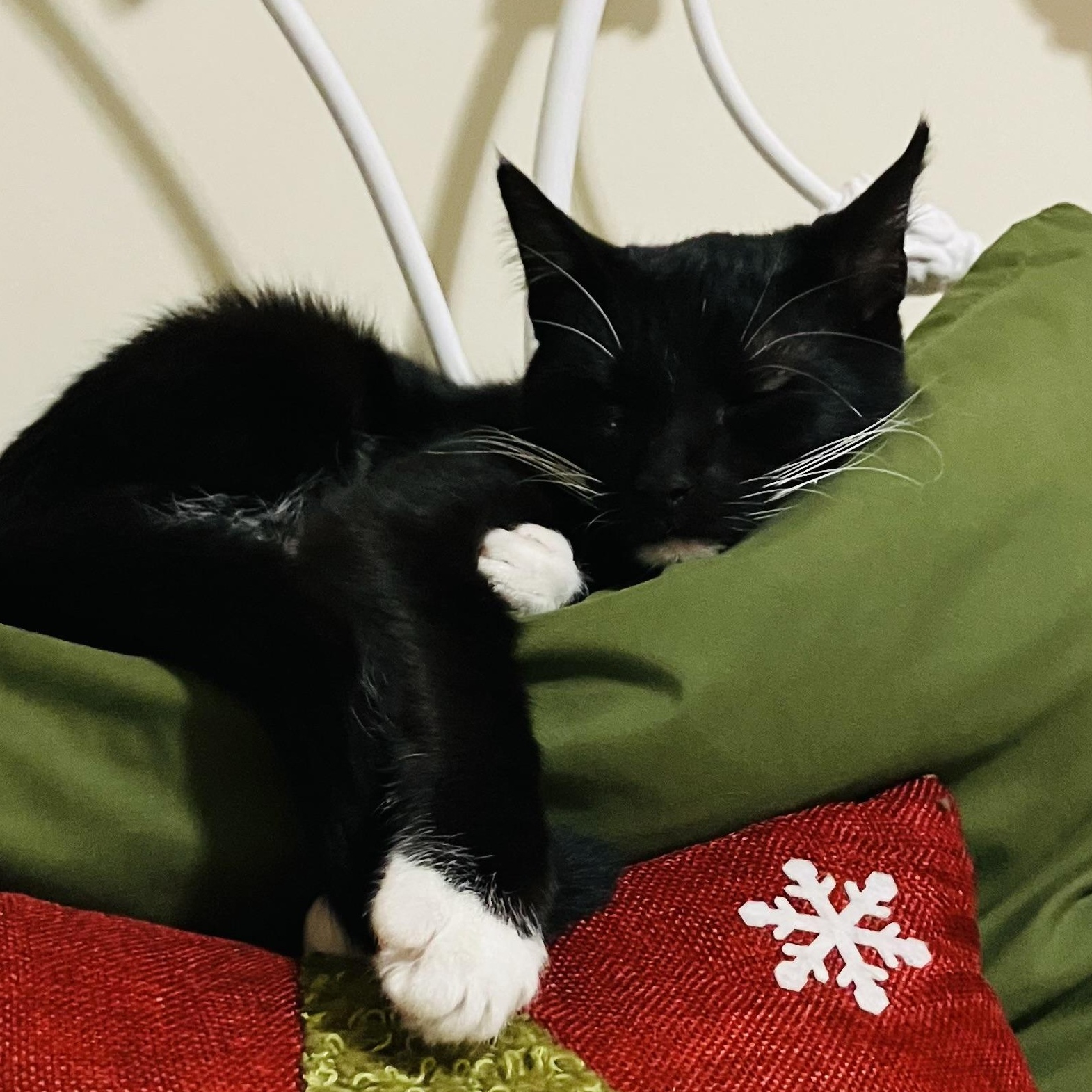 Squirt, a ADOPTABLE mixed breed in Morganton, NC image 3/6