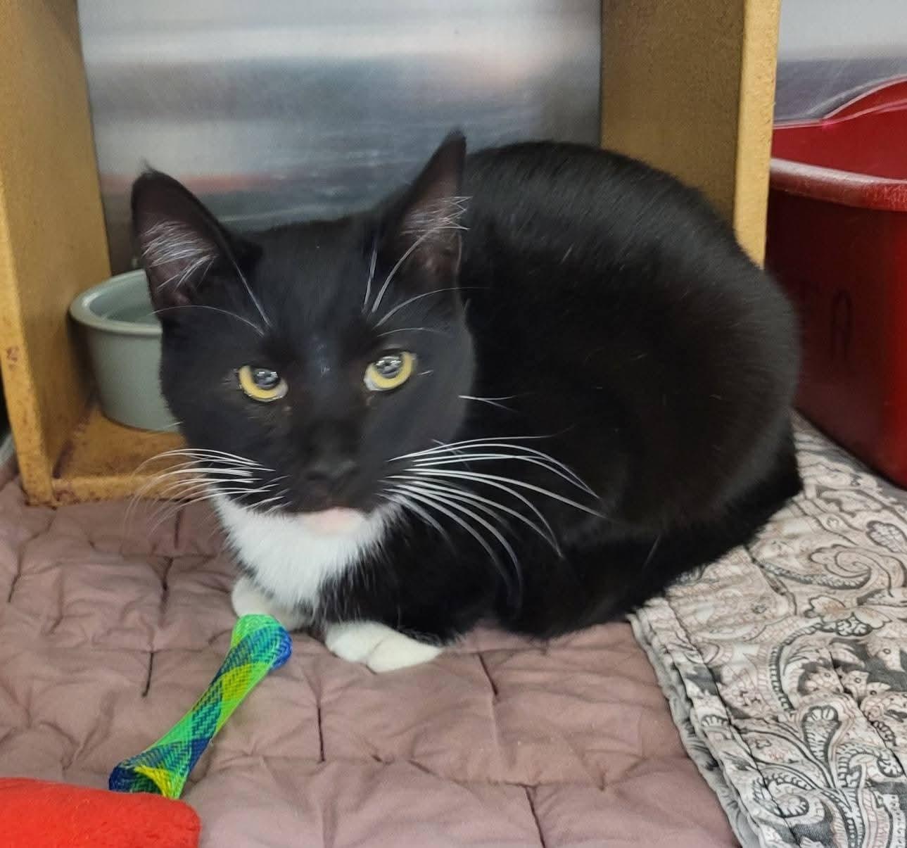 Squirt, a ADOPTABLE mixed breed in Morganton, NC image 2/6