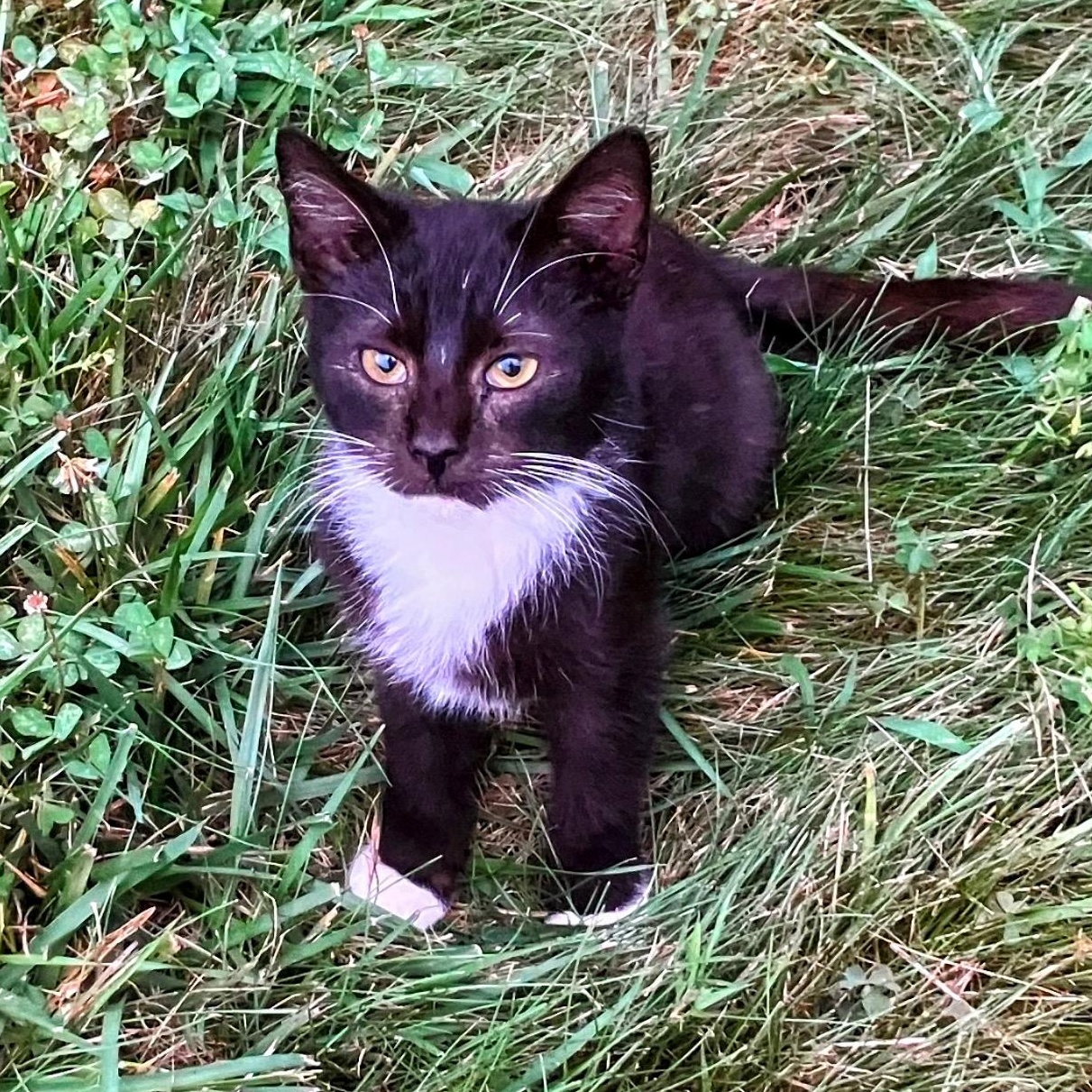 Squirt, a ADOPTABLE mixed breed in Morganton, NC image 5/6