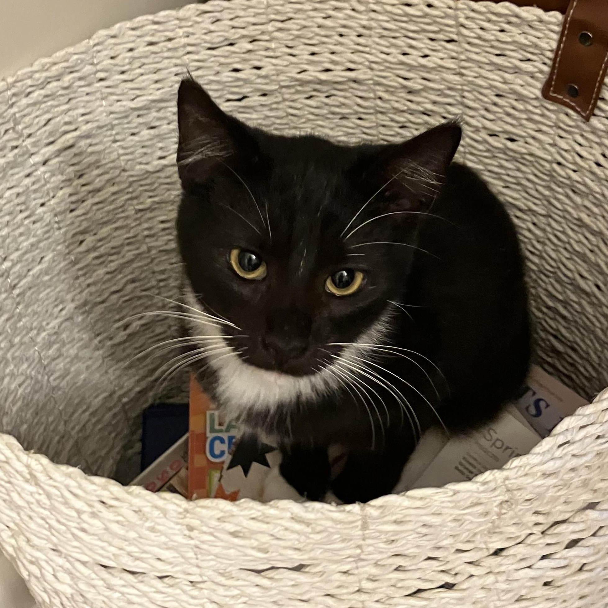 Squirt, a ADOPTABLE mixed breed in Morganton, NC image 1/6
