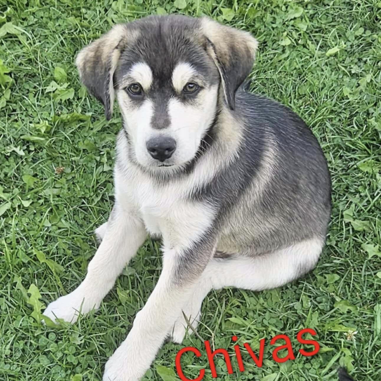 Chivas (20250802-05)