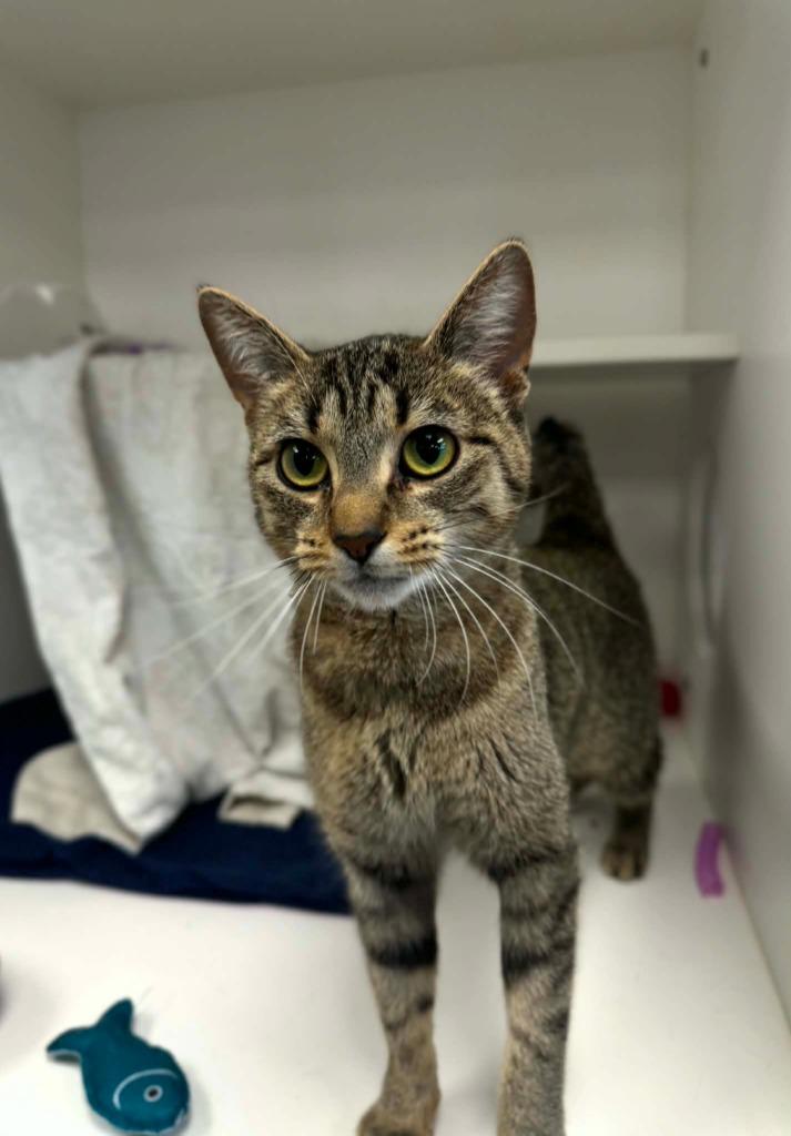 Missy, a Adoptable mixed breed in Grand Forks, ND image 3/3