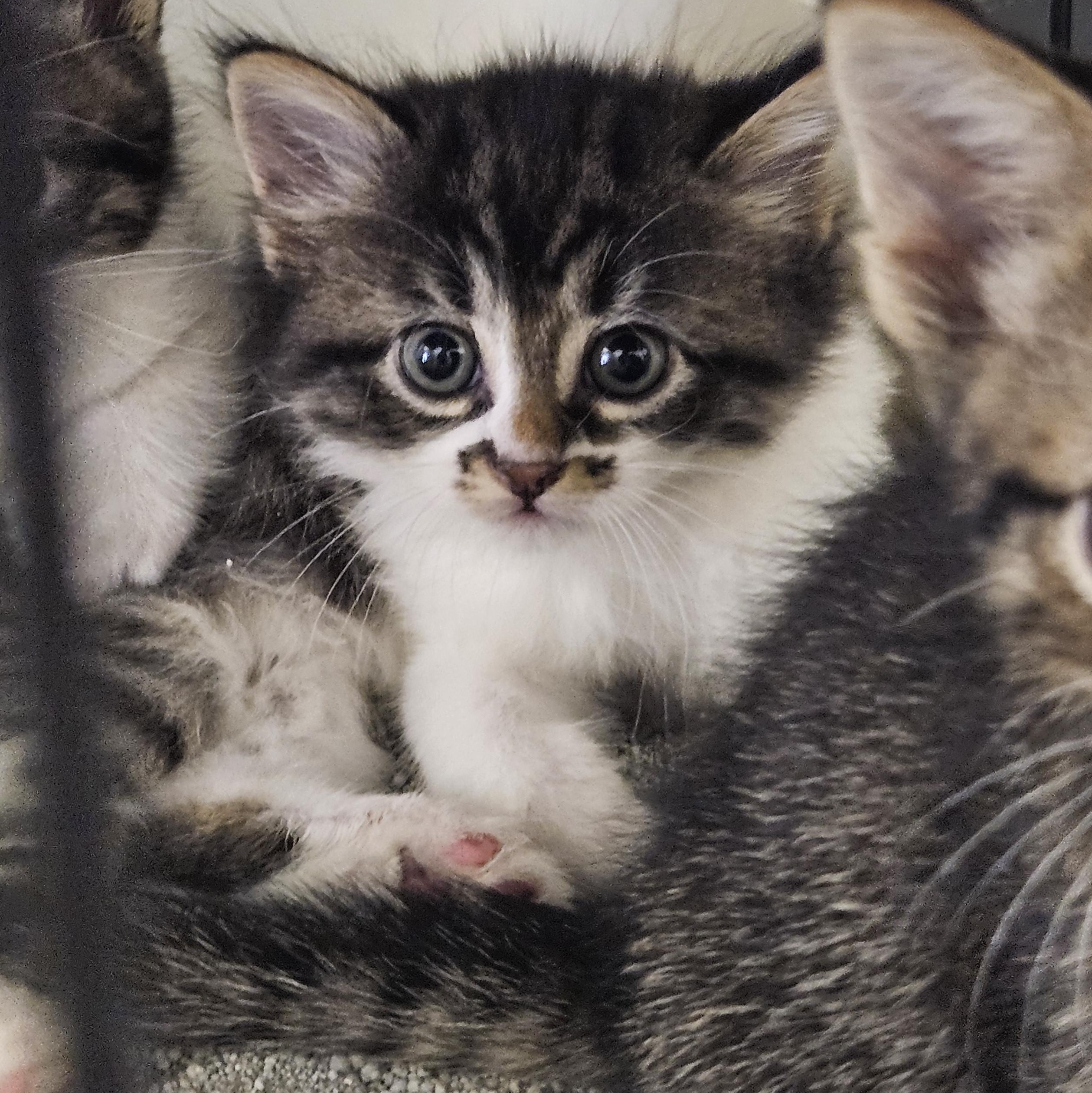 Sterling, Baby Female unknown