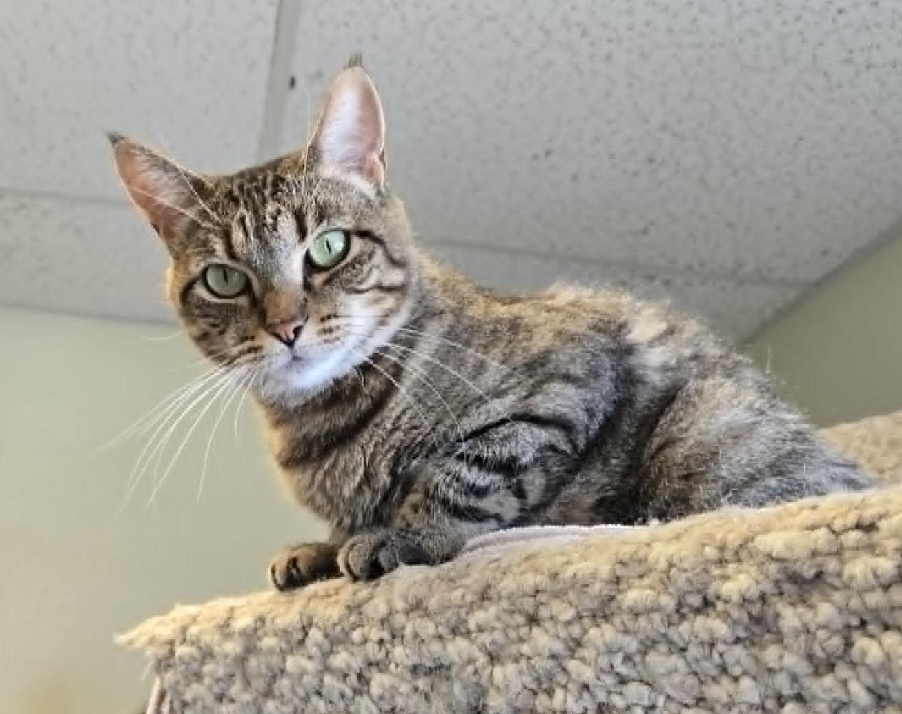 Enlarge Chica, a ADOPTABLE Domestic Short Hair in Larned, KS image 4/4