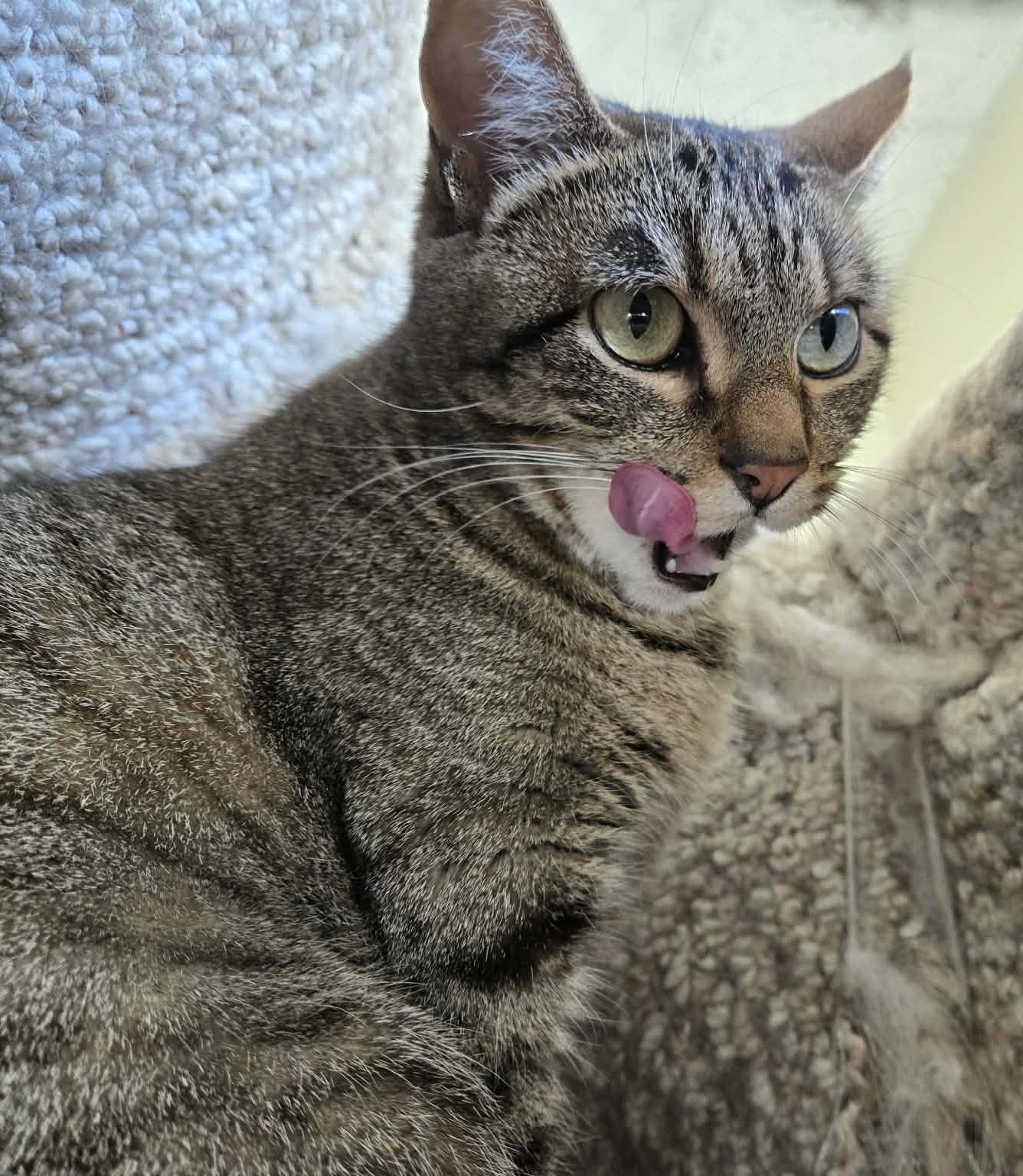 Enlarge Chica, a ADOPTABLE Domestic Short Hair in Larned, KS image 2/4