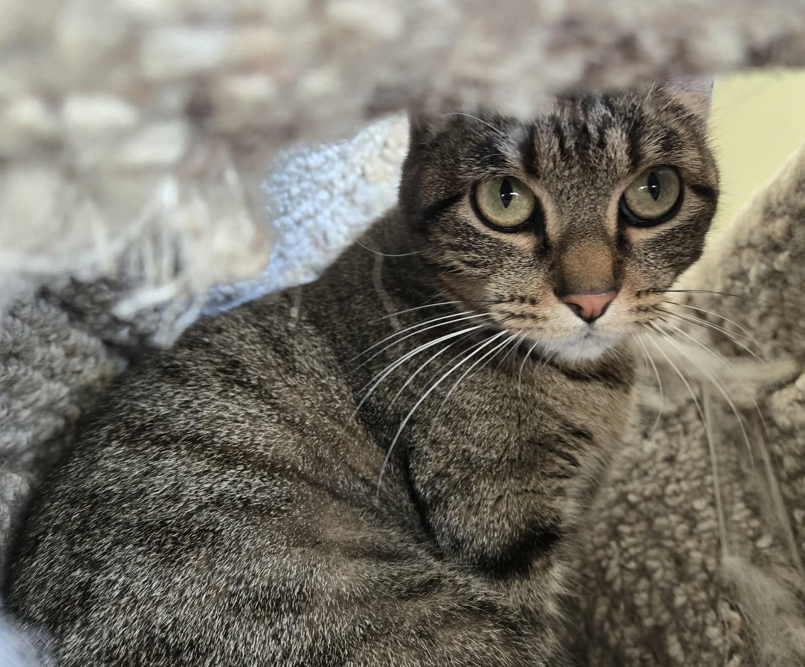 Chica, ADOPTABLE, Adult Female Domestic Short Hair.