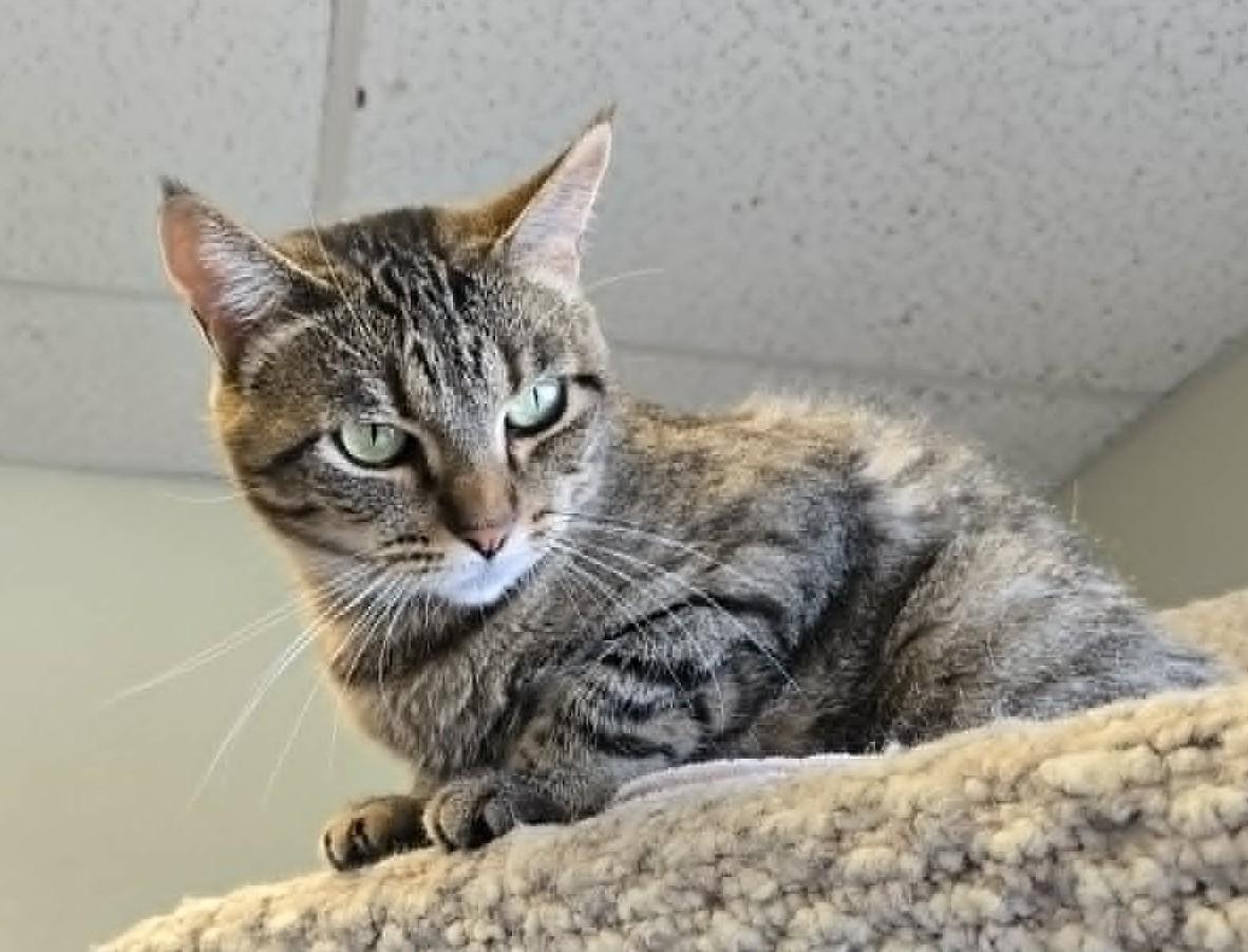 Enlarge Chica, a ADOPTABLE Domestic Short Hair in Larned, KS image 3/4