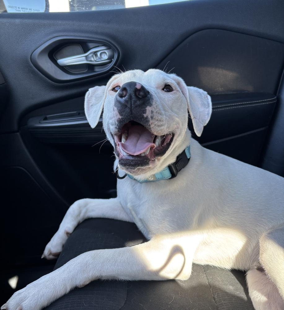 Enlarge Radar, a Adoptable mixed breed in Mooresville, NC image 1/6