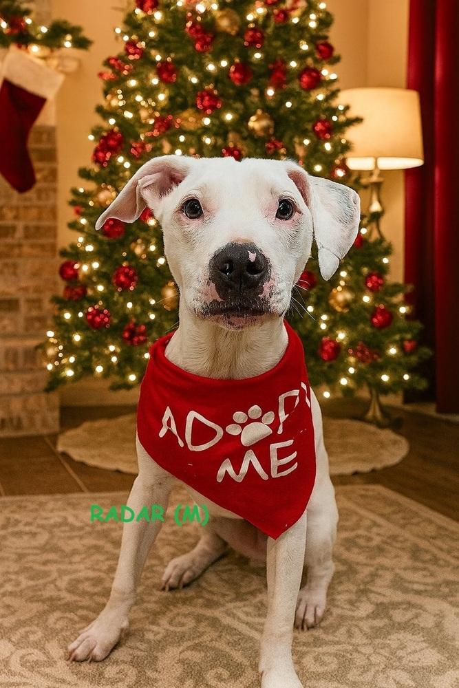 Enlarge Radar, a Adoptable mixed breed in Mooresville, NC image 2/6