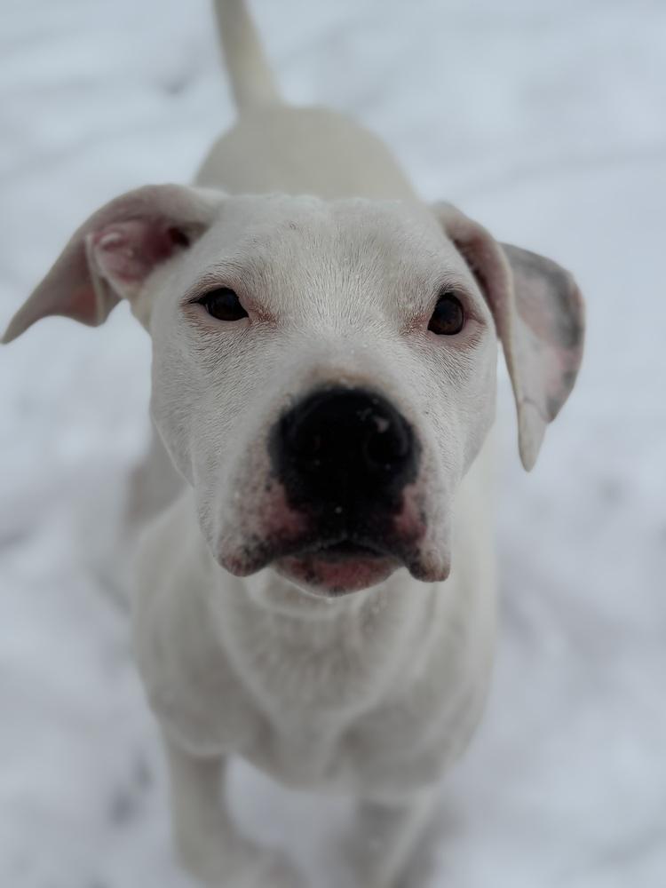 Radar, a Adoptable mixed breed in Mooresville, NC image 2/6