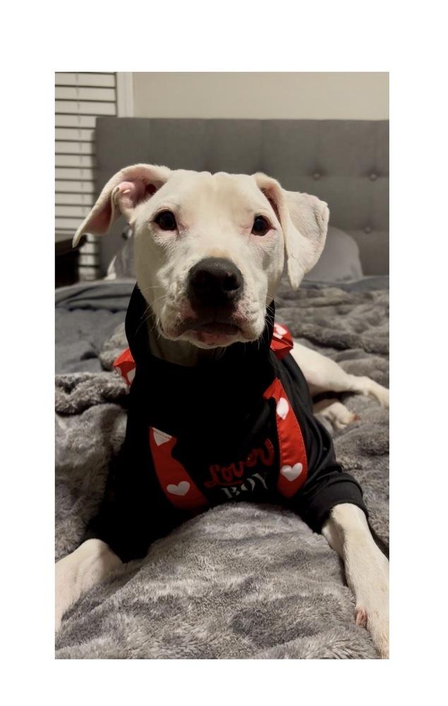 Radar, a Adoptable mixed breed in Mooresville, NC image 3/6