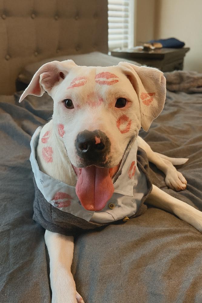 Radar, a Adoptable mixed breed in Mooresville, NC image 4/6