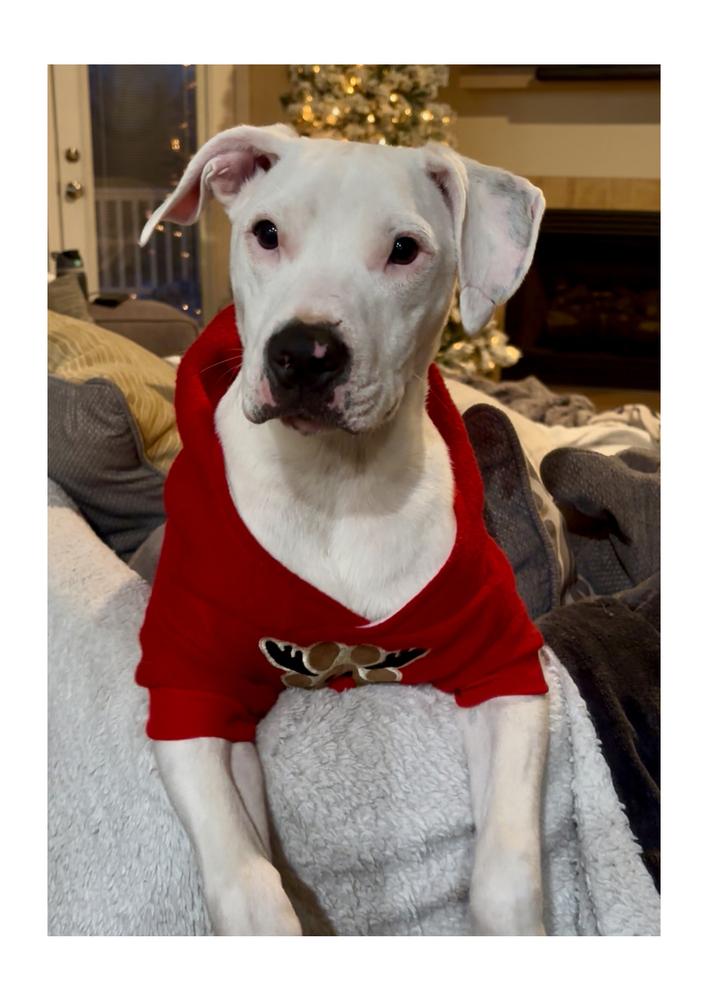 Enlarge Radar, a Adoptable mixed breed in Mooresville, NC image 4/6