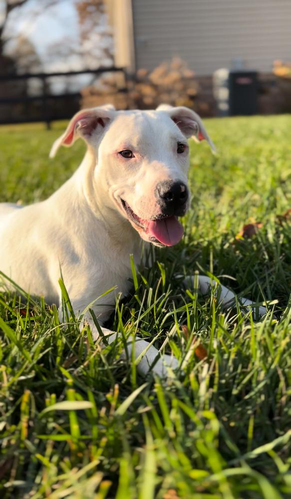 Enlarge Radar, a Adoptable mixed breed in Mooresville, NC image 5/6
