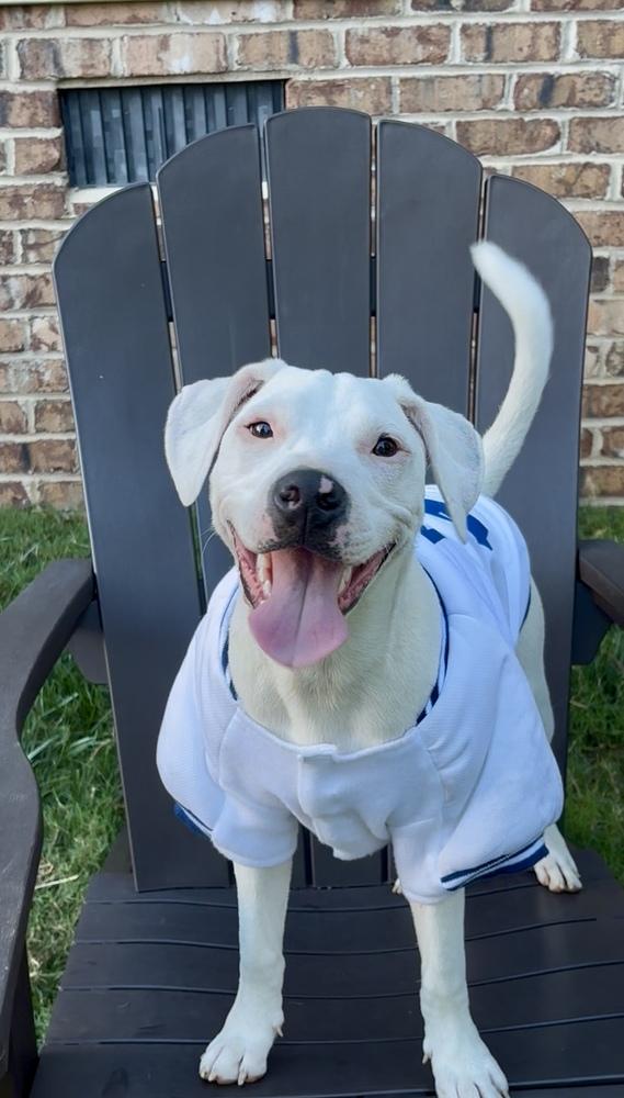 Enlarge Radar, a Adoptable mixed breed in Mooresville, NC image 6/6