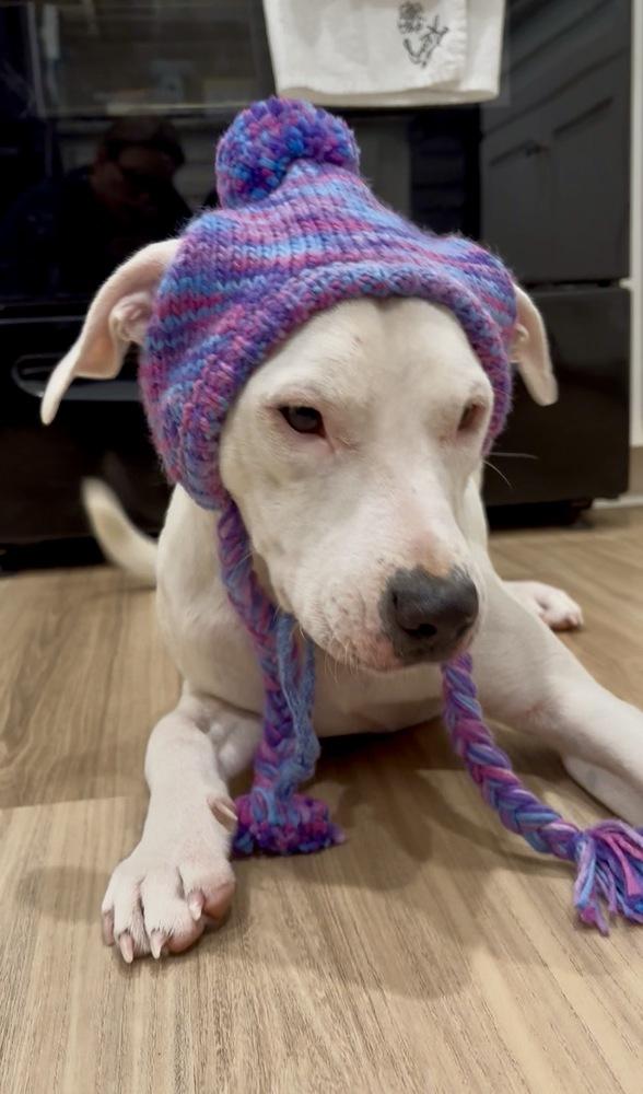 Radar, a Adoptable mixed breed in Mooresville, NC image 6/6