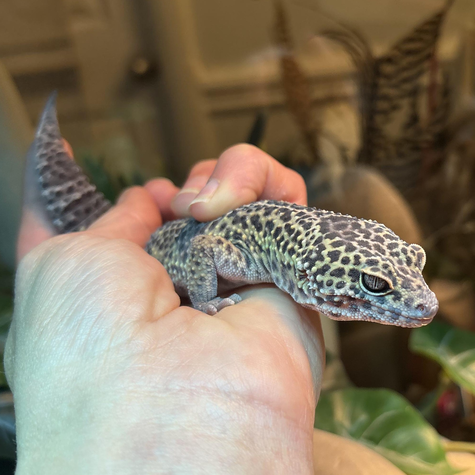 Female Leopard Gecko 1, ADOPTABLE, Adult Female Gecko.