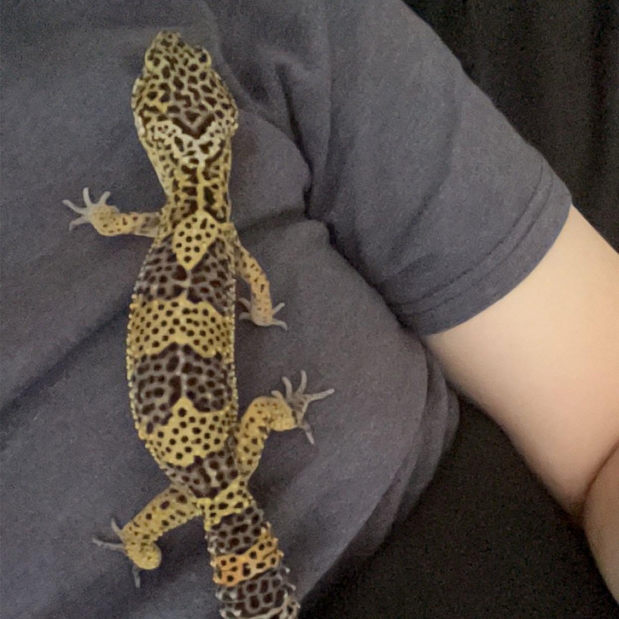 Enlarge Female Leopard Gecko 1, a ADOPTABLE Gecko in CHARLOTTE, NC image 2/2