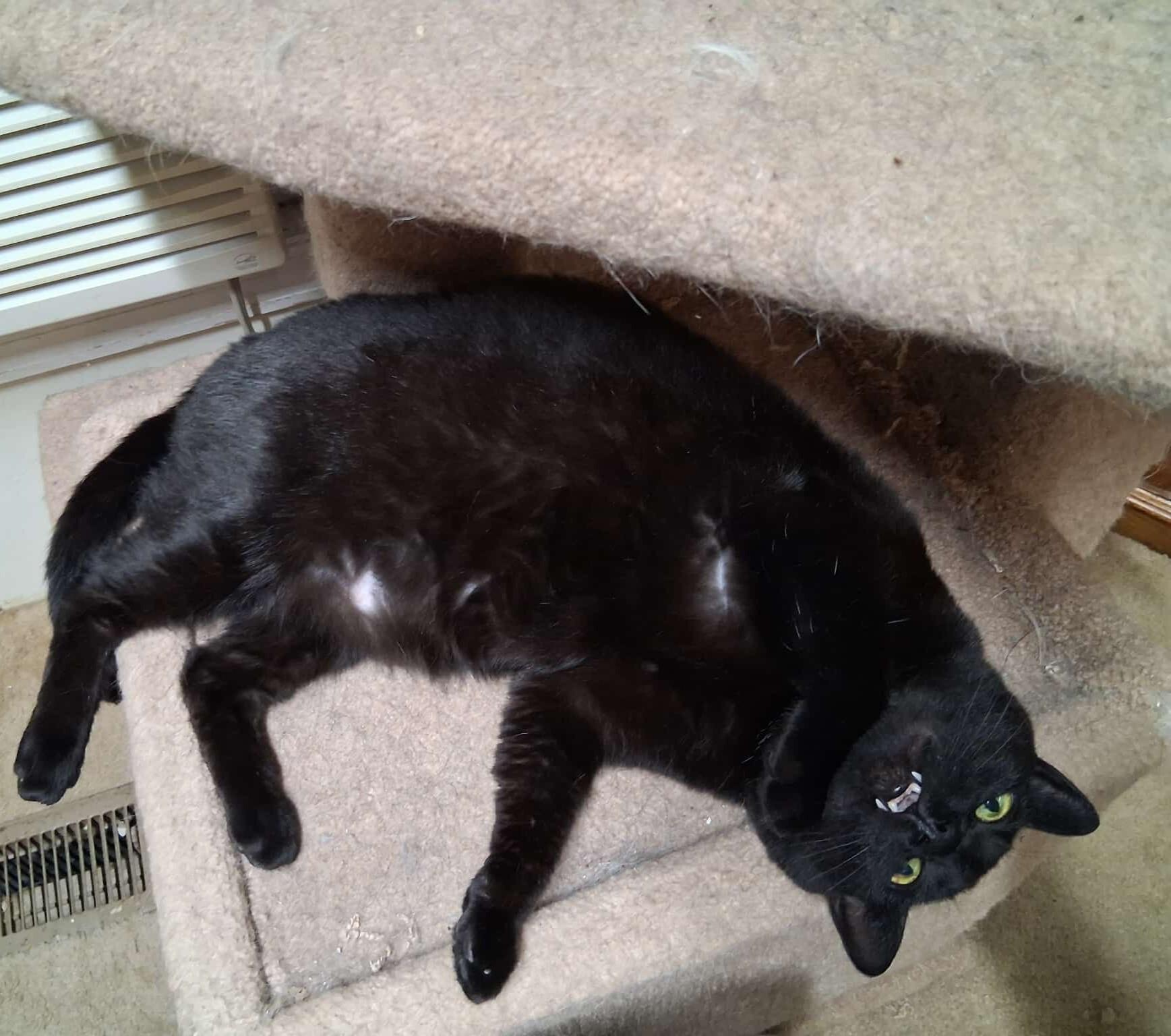 Enlarge Copper, a Adoptable Domestic Short Hair in Quincy, OH image 1/3