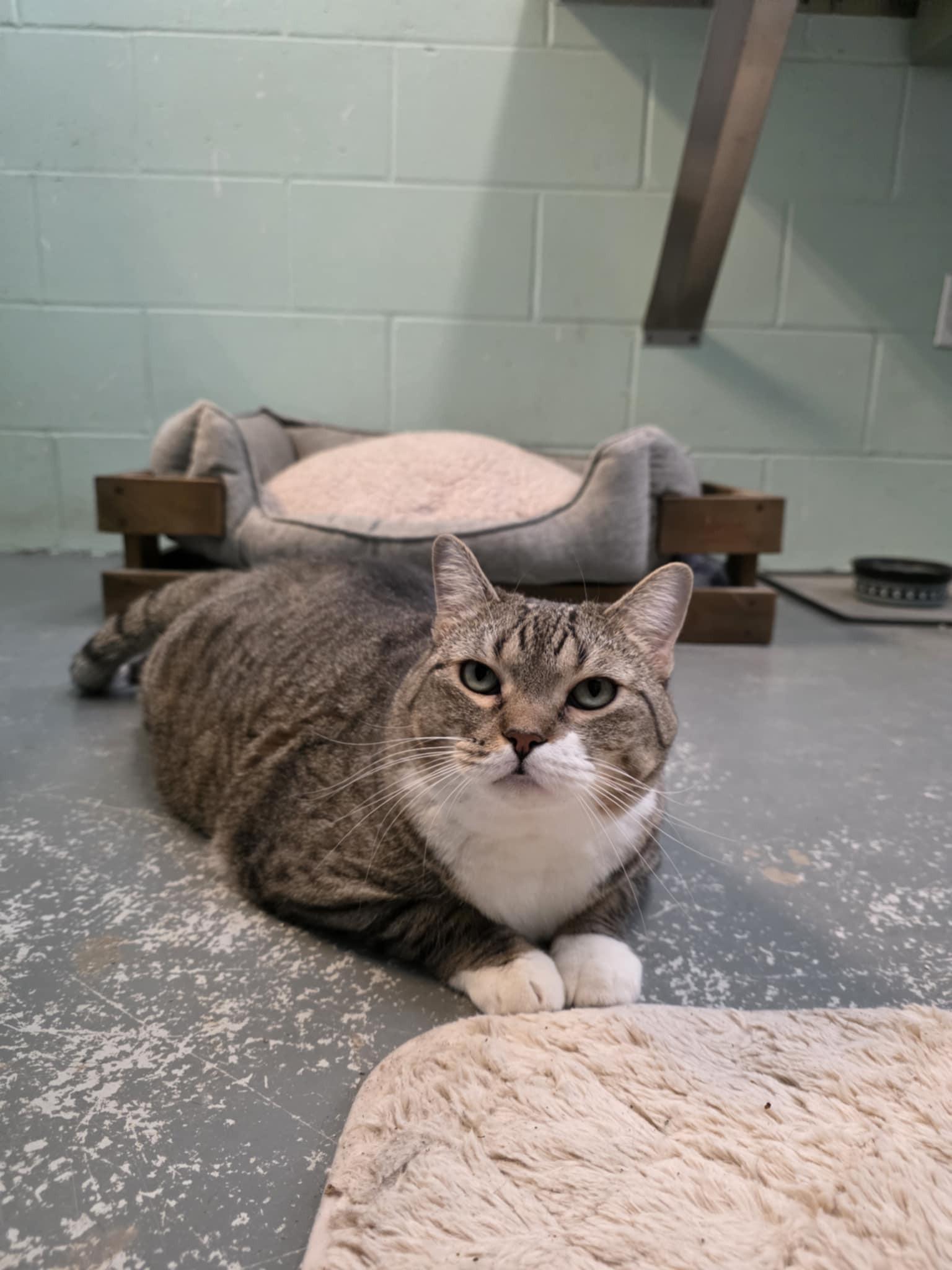 Enlarge Rosie, a ADOPTABLE Domestic Short Hair in Umatilla, FL image 4/5