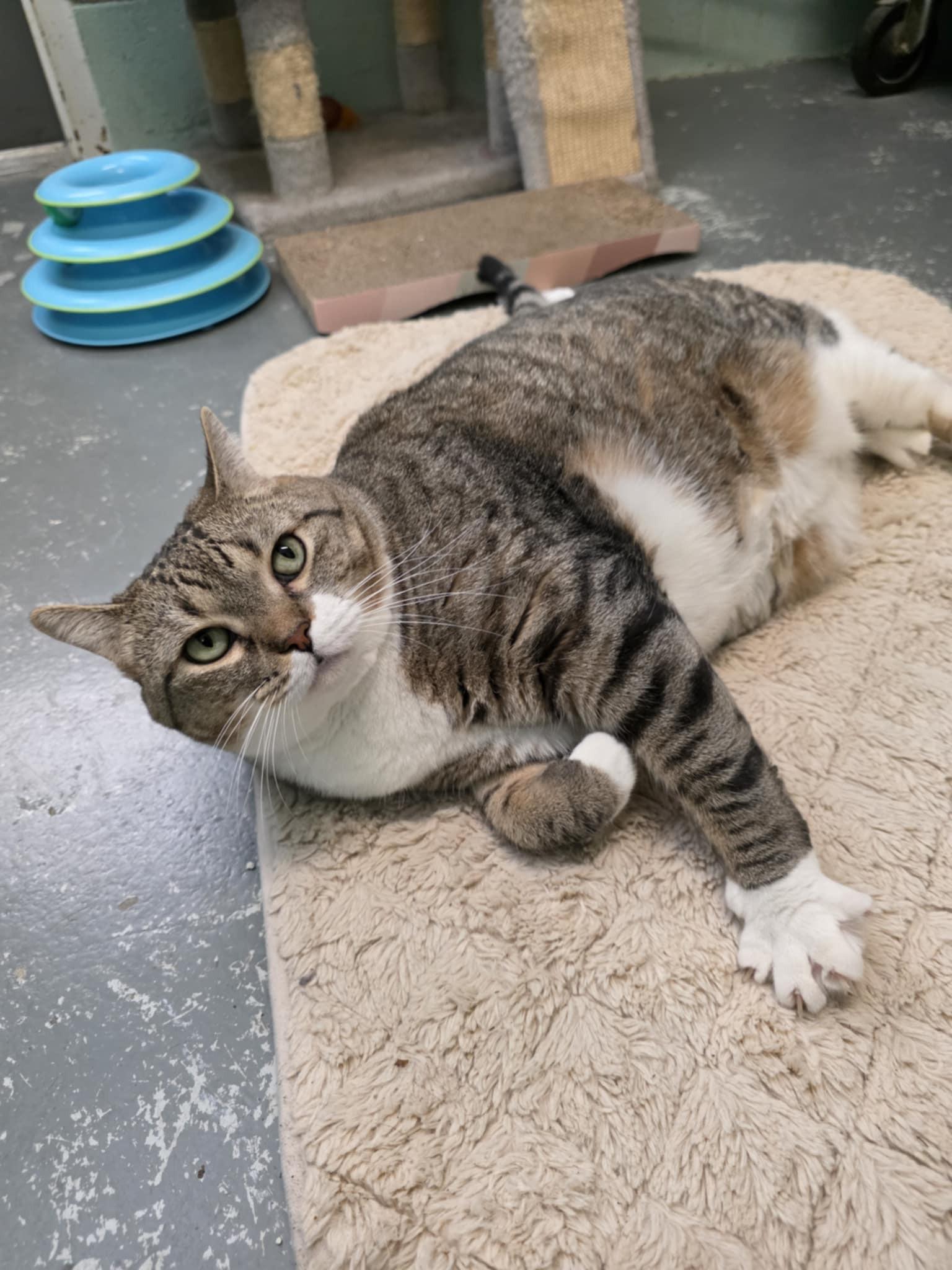 Enlarge Rosie, a ADOPTABLE Domestic Short Hair in Umatilla, FL image 2/5