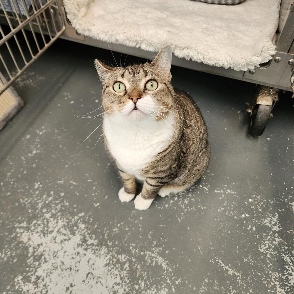 Enlarge Rosie, a ADOPTABLE Domestic Short Hair in Umatilla, FL image 5/5