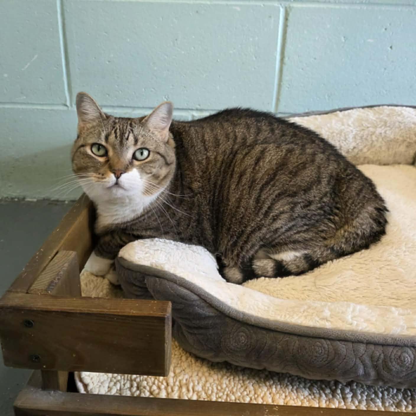 Rosie, ADOPTABLE, Adult Female Domestic Short Hair.
