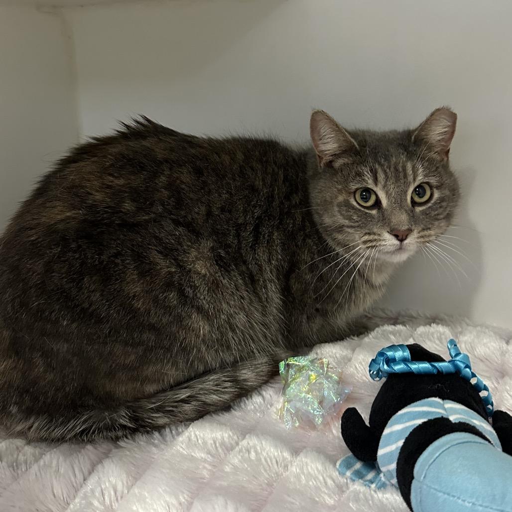 Enlarge Bunny Foo Foo, a Adoptable Domestic Short Hair in Hinsdale, IL image 1/1