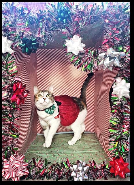 Enlarge MAGGIE, a Adoptable Domestic Short Hair in Frisco, CO image 1/1