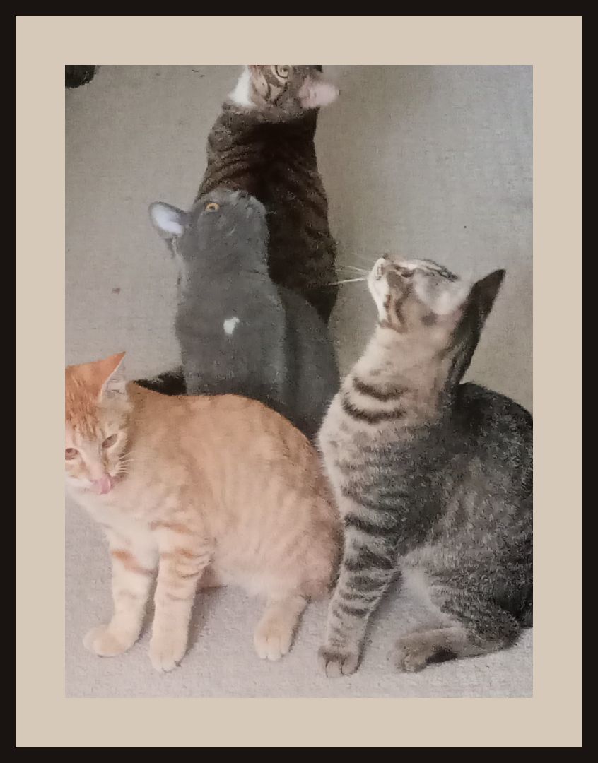 Enlarge Leo, a Adoptable American Shorthair in Choctaw, OK image 1/1