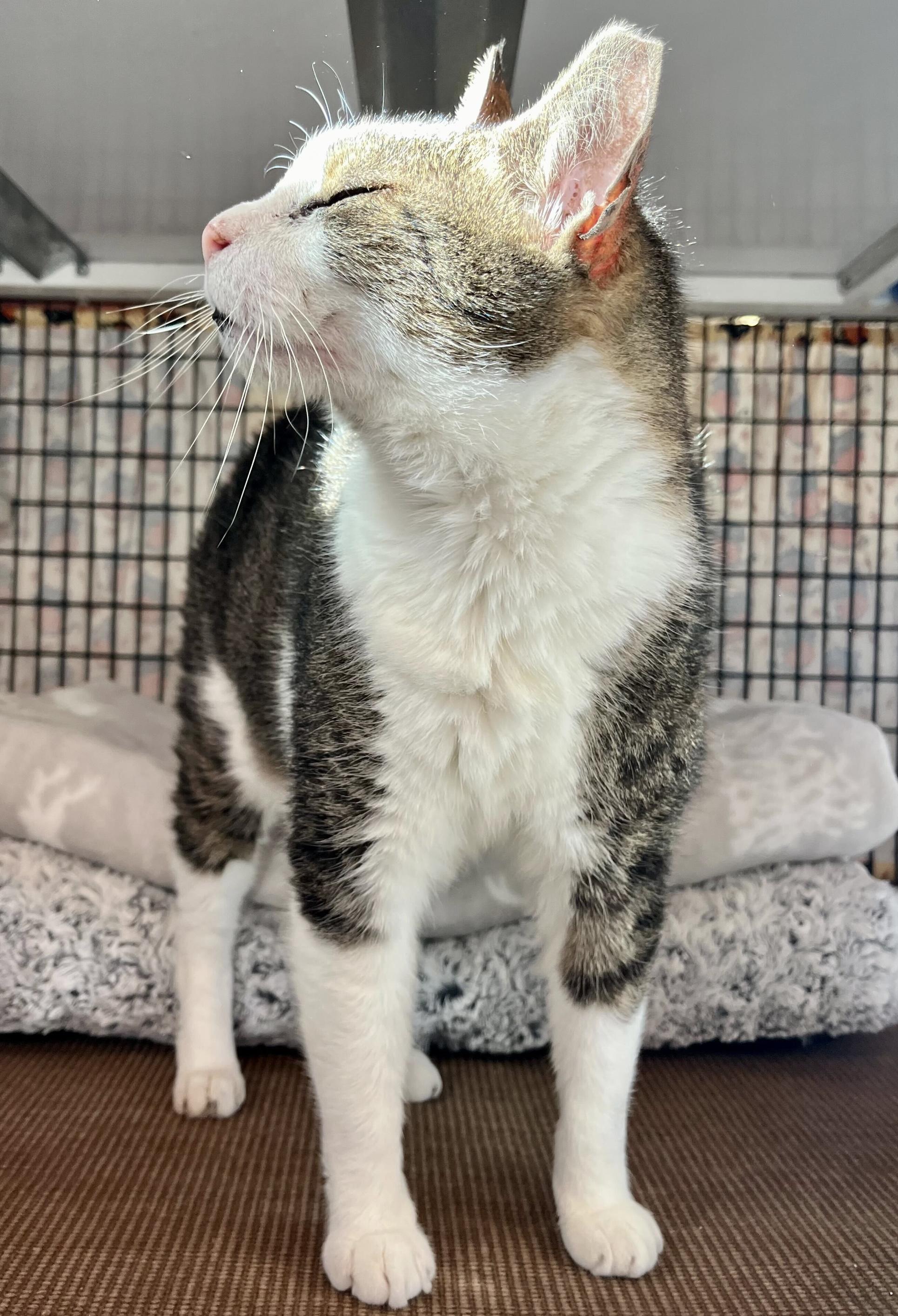 RON SWANSON, an adoptable Domestic Short Hair in Fernandina Beach, FL, 32034 | Photo Image 2