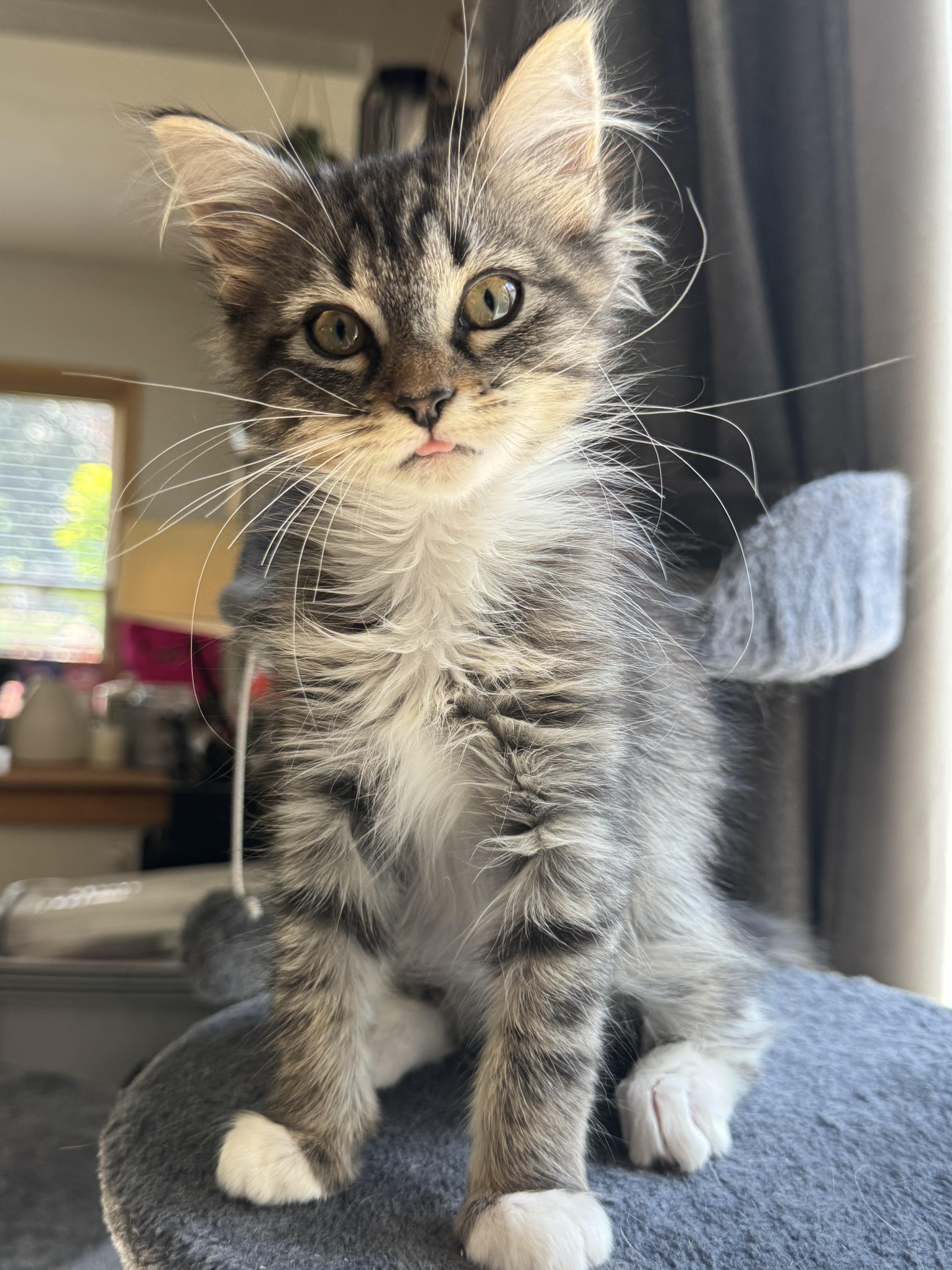 Cayenne, adopted, Kitten Female Domestic Long Hair.