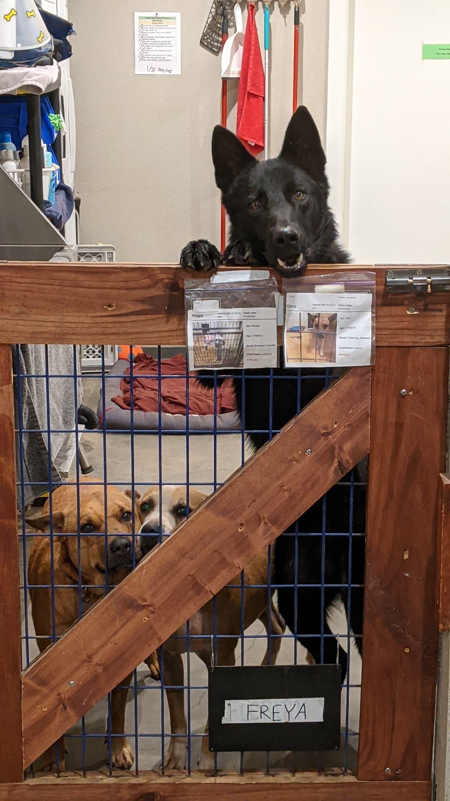 Enlarge Gus, a Adoptable Shepherd in Marble Falls, TX image 5/5