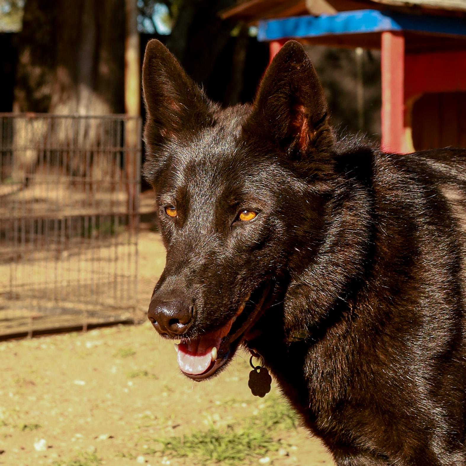 Gus, Adoptable, Young Male Shepherd.