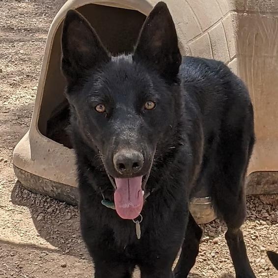Gus, Adoptable, Young Male Shepherd.